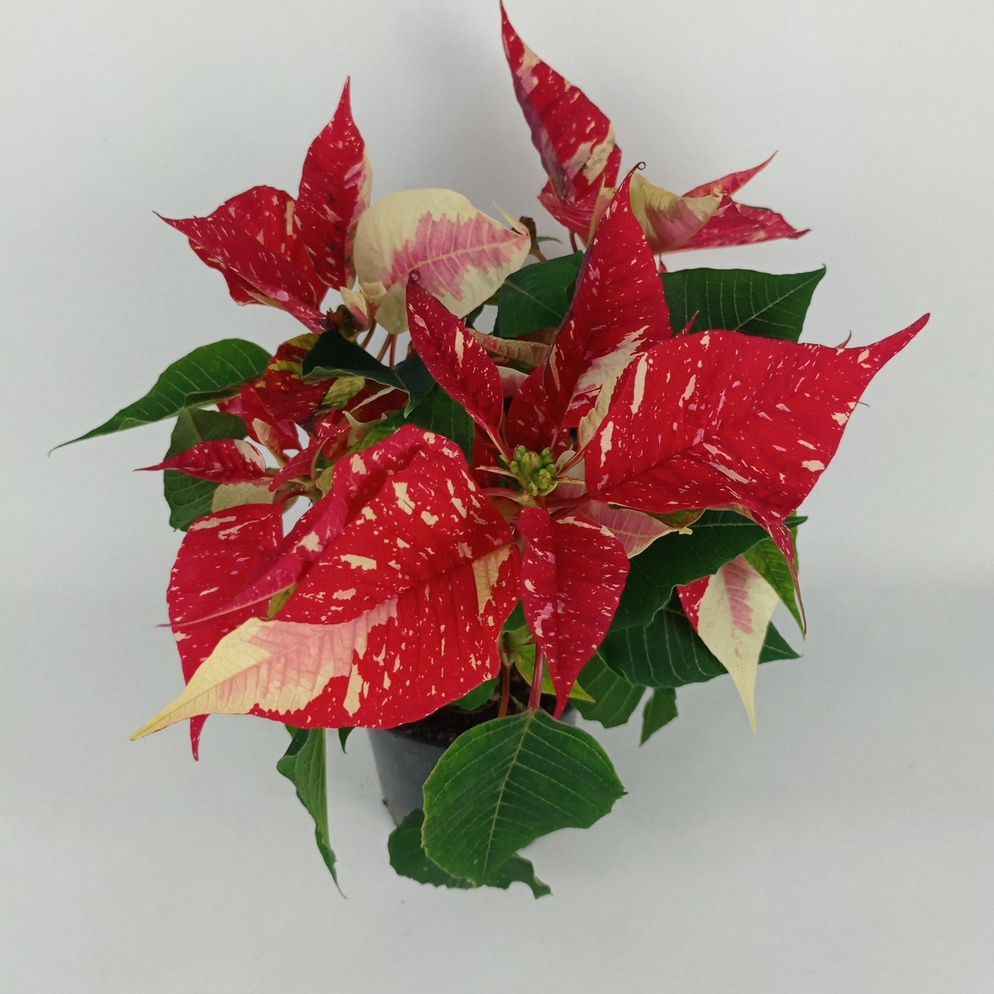 Poinsettia - Marble Red (P120)