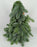Mini Christmas Tree Abies Nobilis 30cm (Imported)