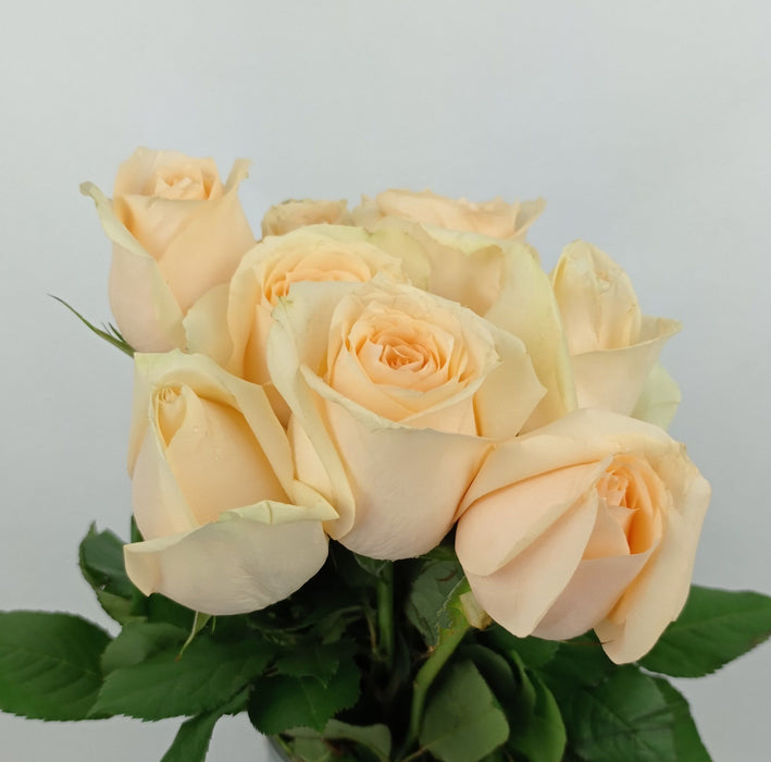 Rose 50cm (Imported) - Peach Avalanche