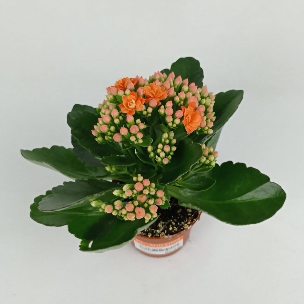 Kalanchoe - P120