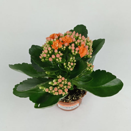 Kalanchoe (S)