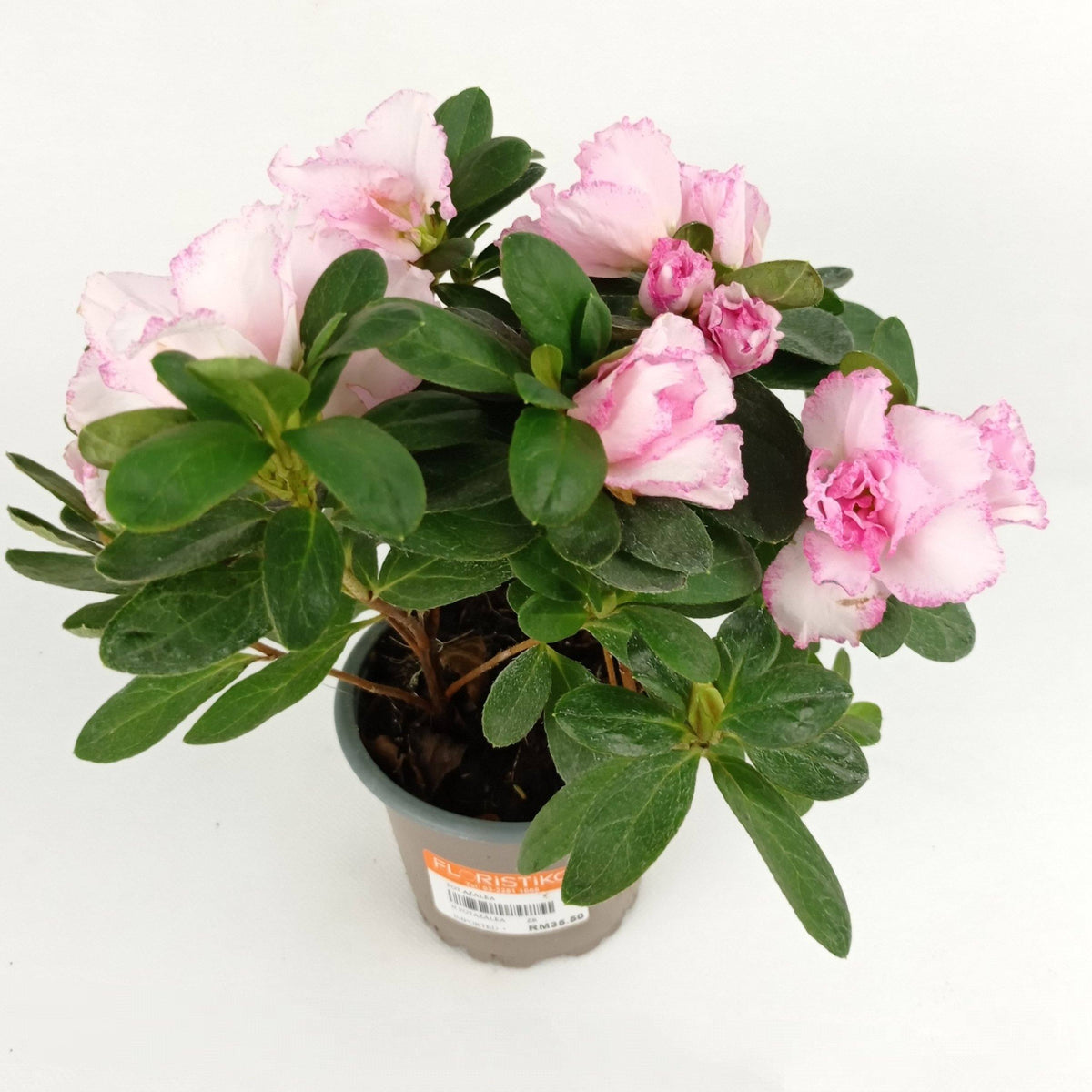 Azalea 18cm X 16cm - Light Pink