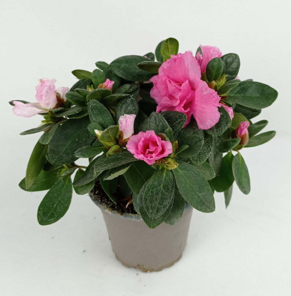 Azalea 18cm x 16cm - Pink