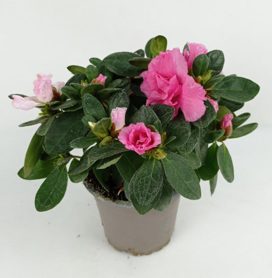 Azalea 18cm x 16cm - Pink