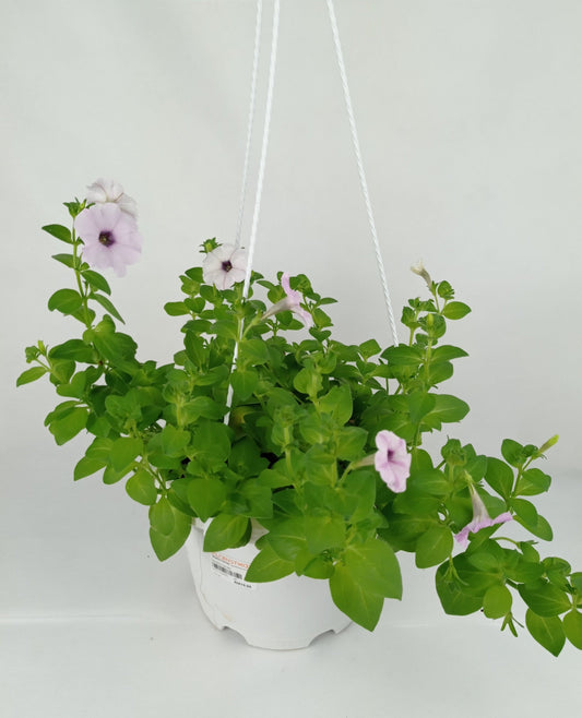 Pot Petunia Mix  - Mix