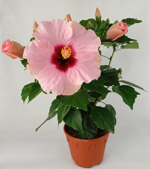Hibiscus Plant | Floristika.com.my