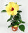 Hibiscus Plant | Floristika.com.my