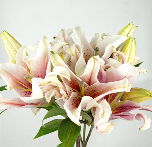 Fully Bloom Lily (Imported) - Light Pink 3 Heads