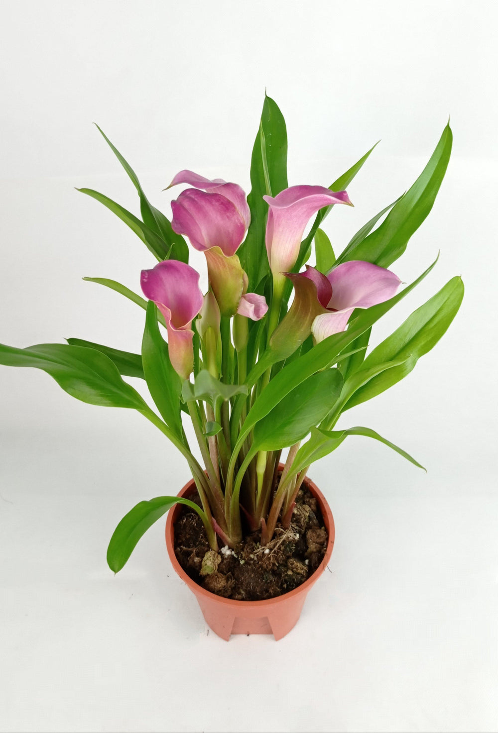 Calla Lily - Assorted Colour