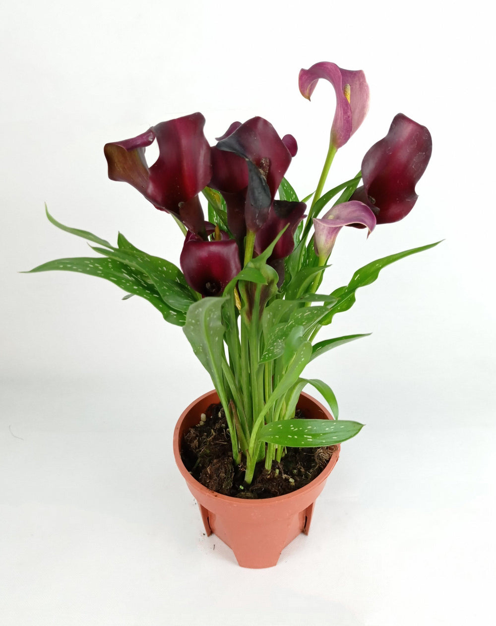 Calla Lily - Assorted Colour