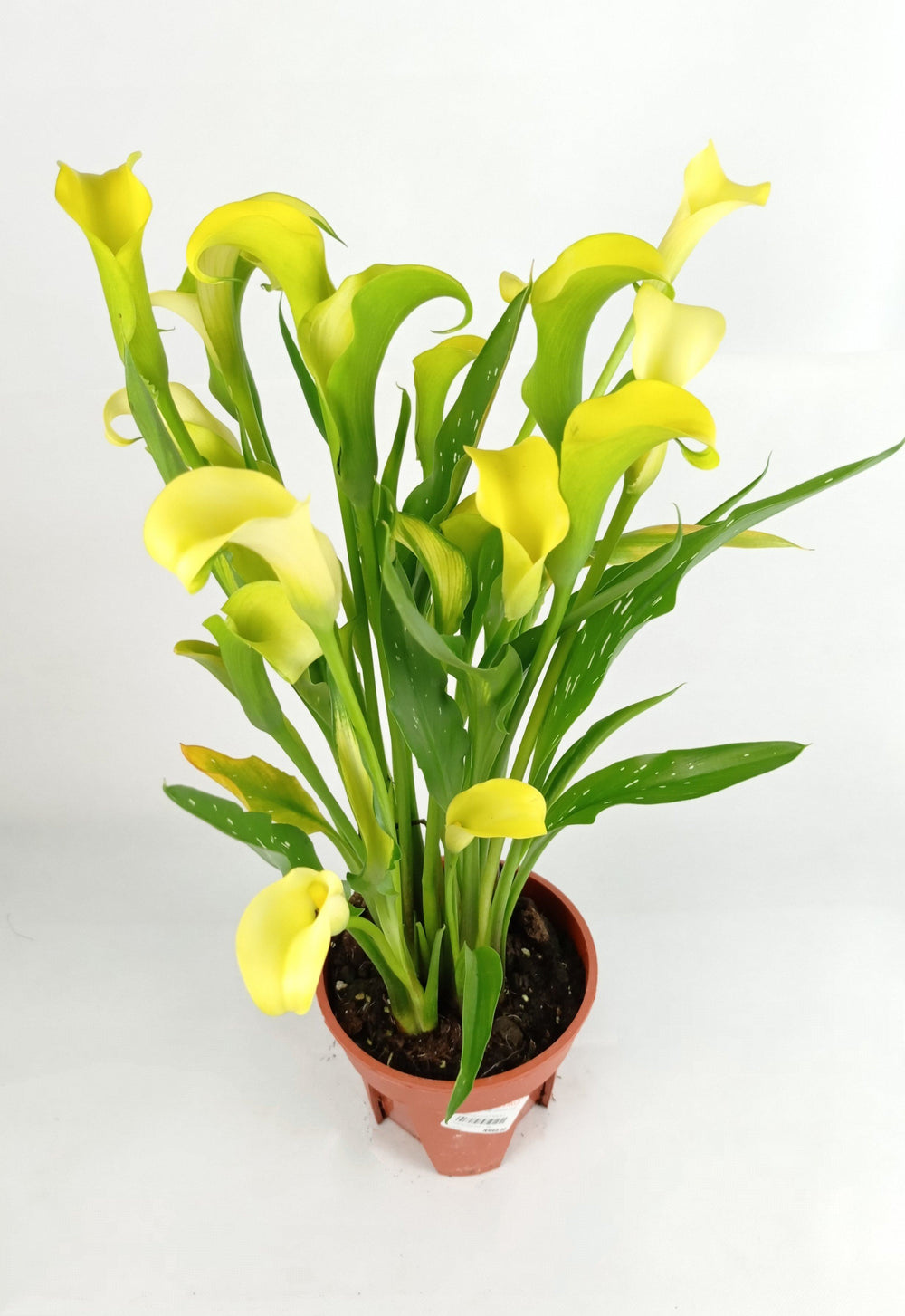 Calla Lily - Assorted Colour