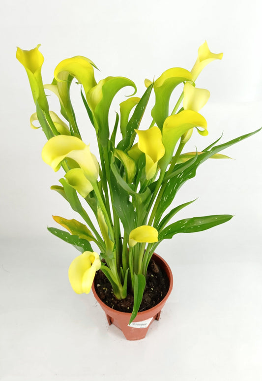 Calla Lily - Assorted Colour