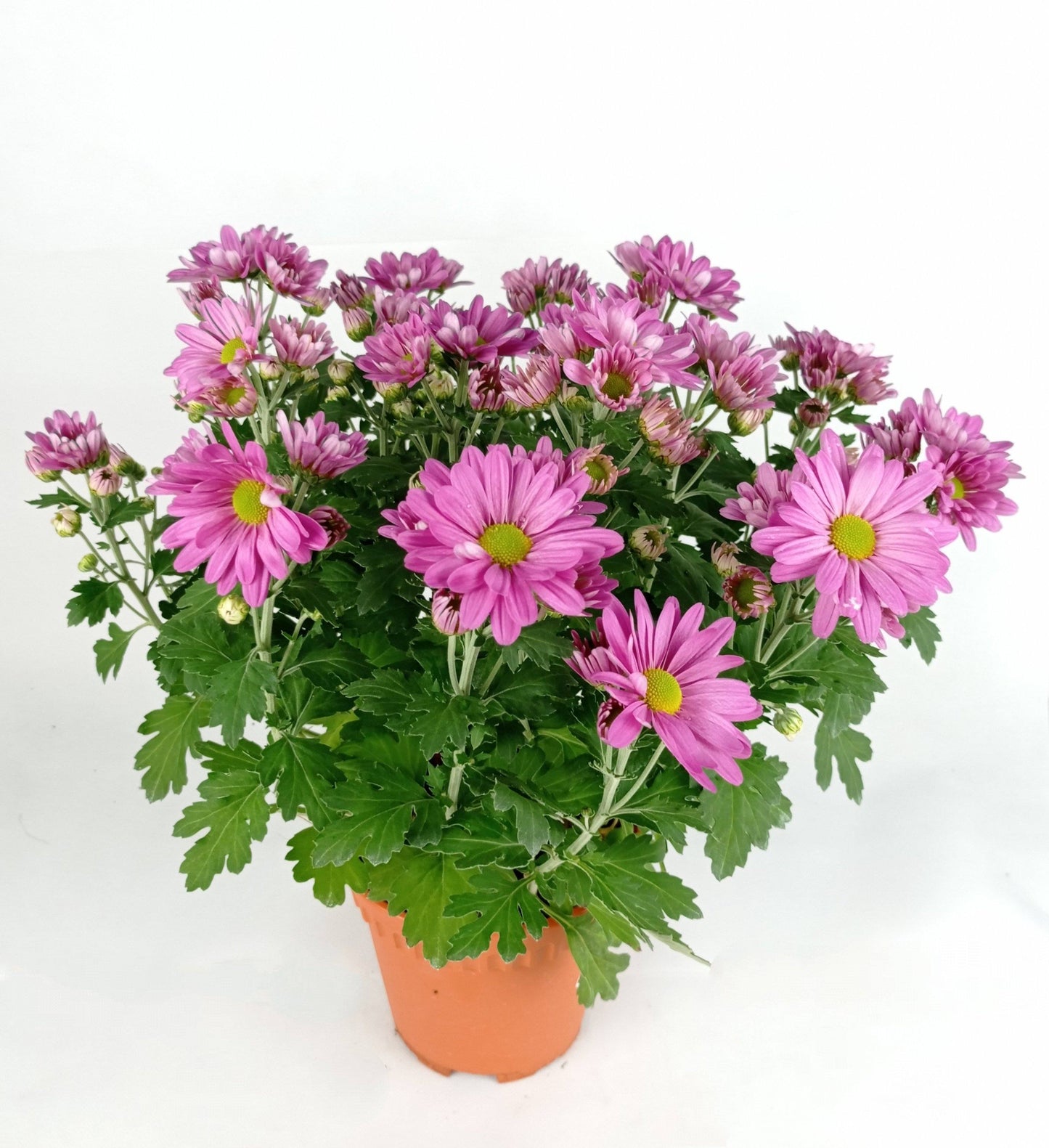 Chrysanthemum (S) - P150