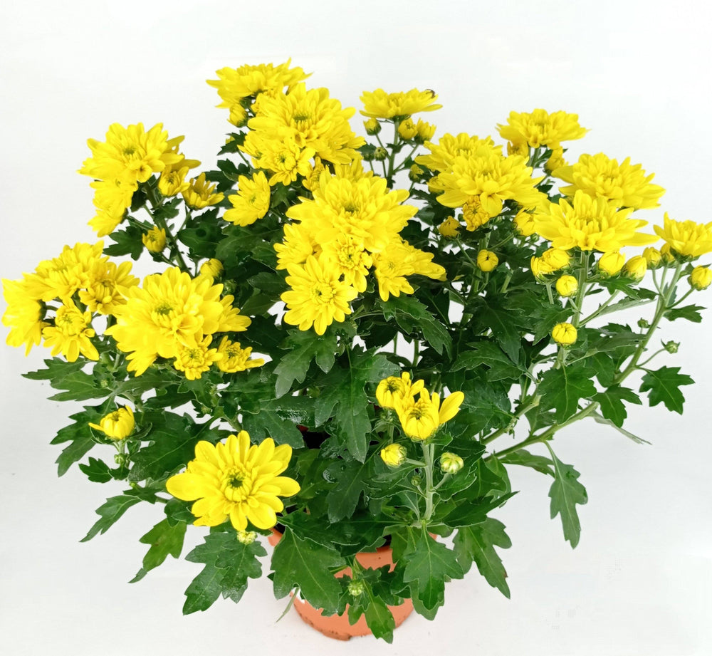 Chrysanthemum (S) - P150