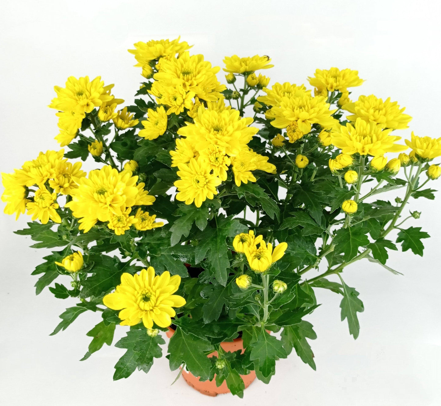 Chrysanthemum (S) - P150
