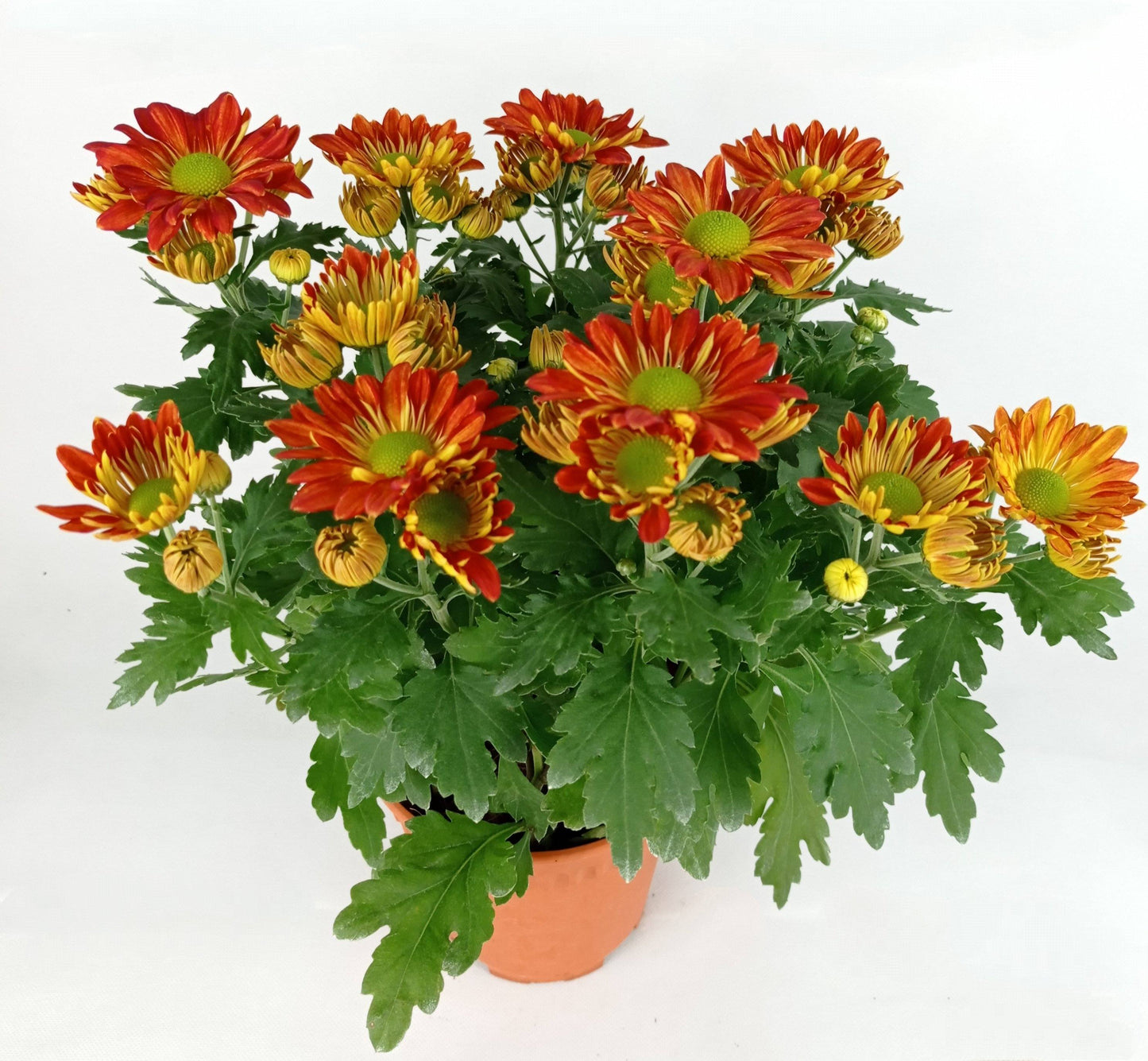 Chrysanthemum (S) - P150