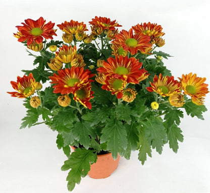 Chrysanthemum (S) - P150