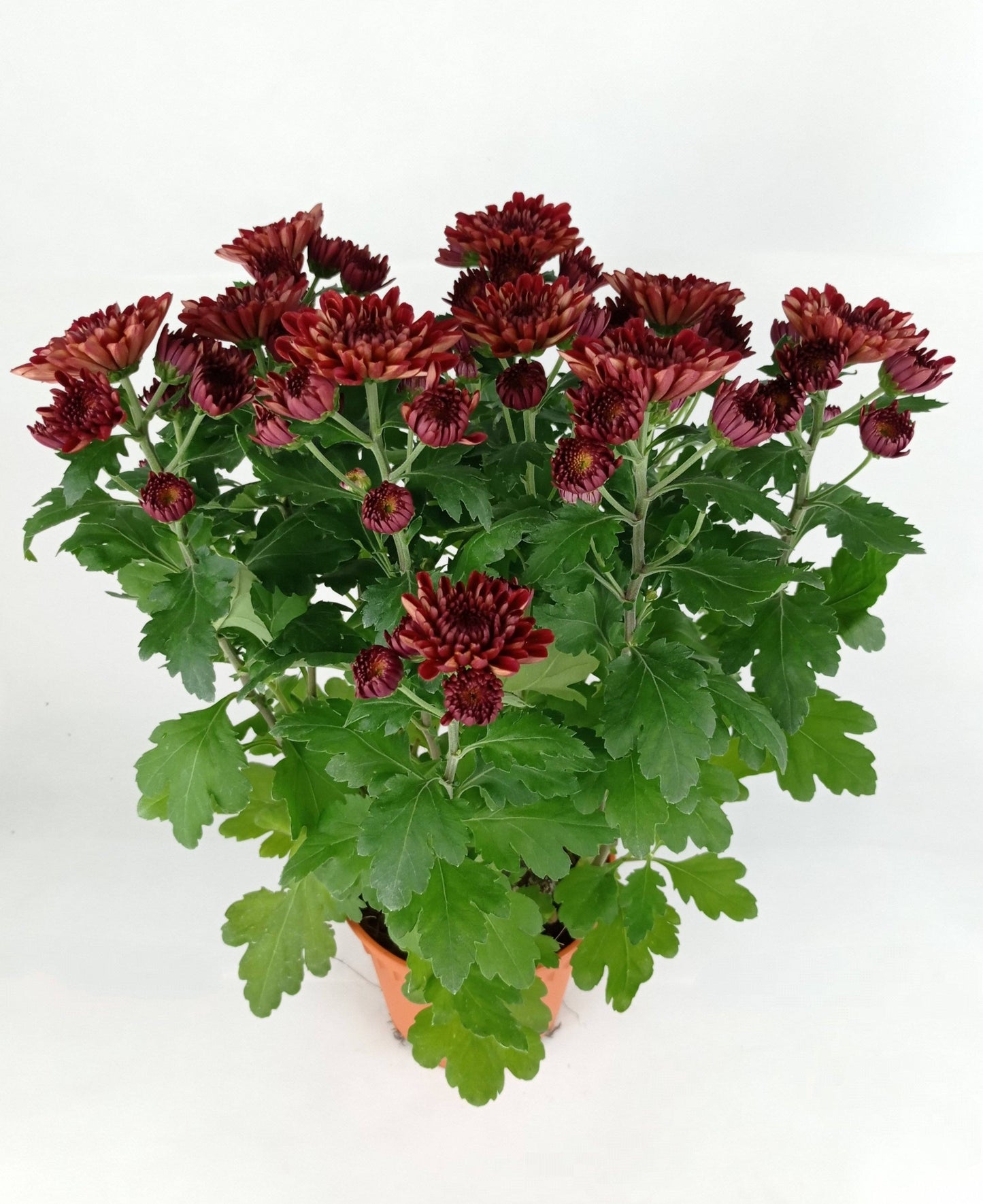 Chrysanthemum (S) - P150