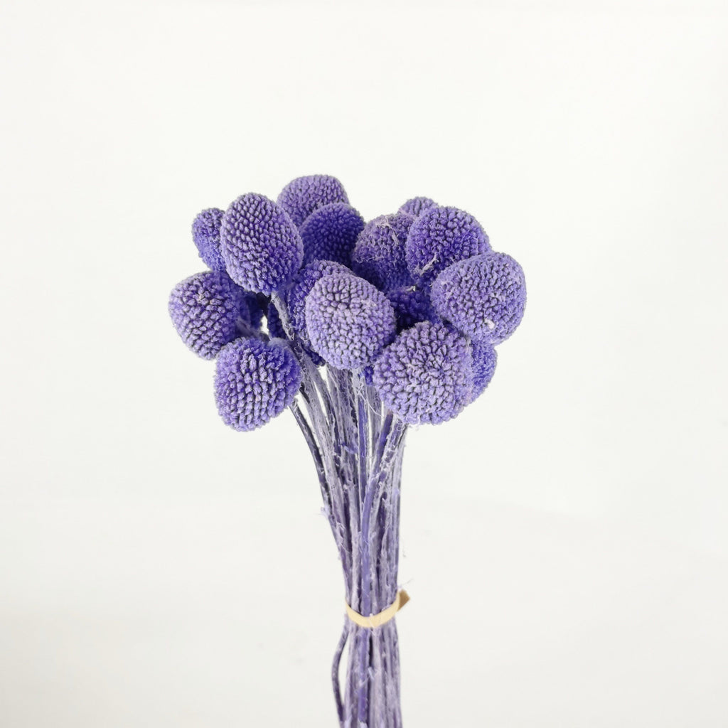 Preserved Flowers Malaysia Long Lasting Natural Beauty