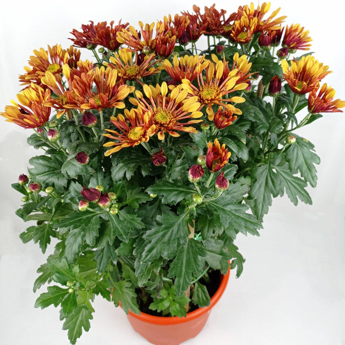 Chrysanthemum (M) 55cm - 60cm