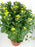Chrysanthemum (M) 55cm - 60cm