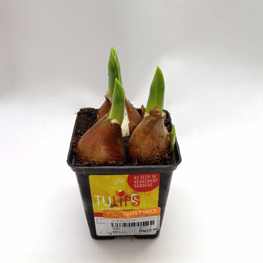 Tulip (H) Mix Pot (Imported)
