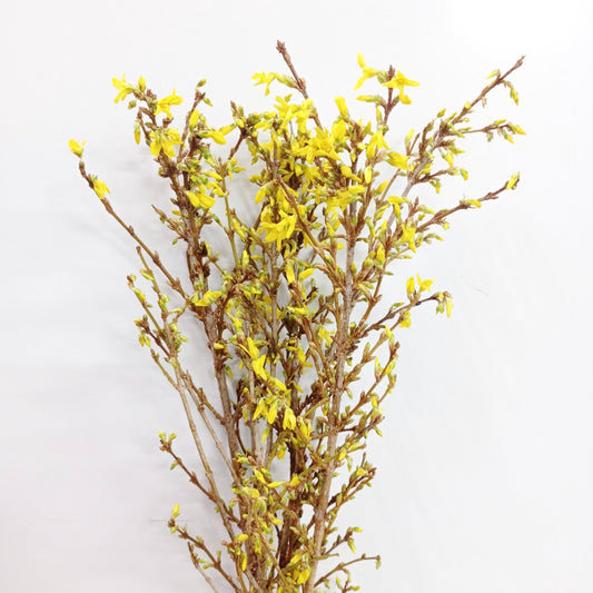 Forsythia - Yellow