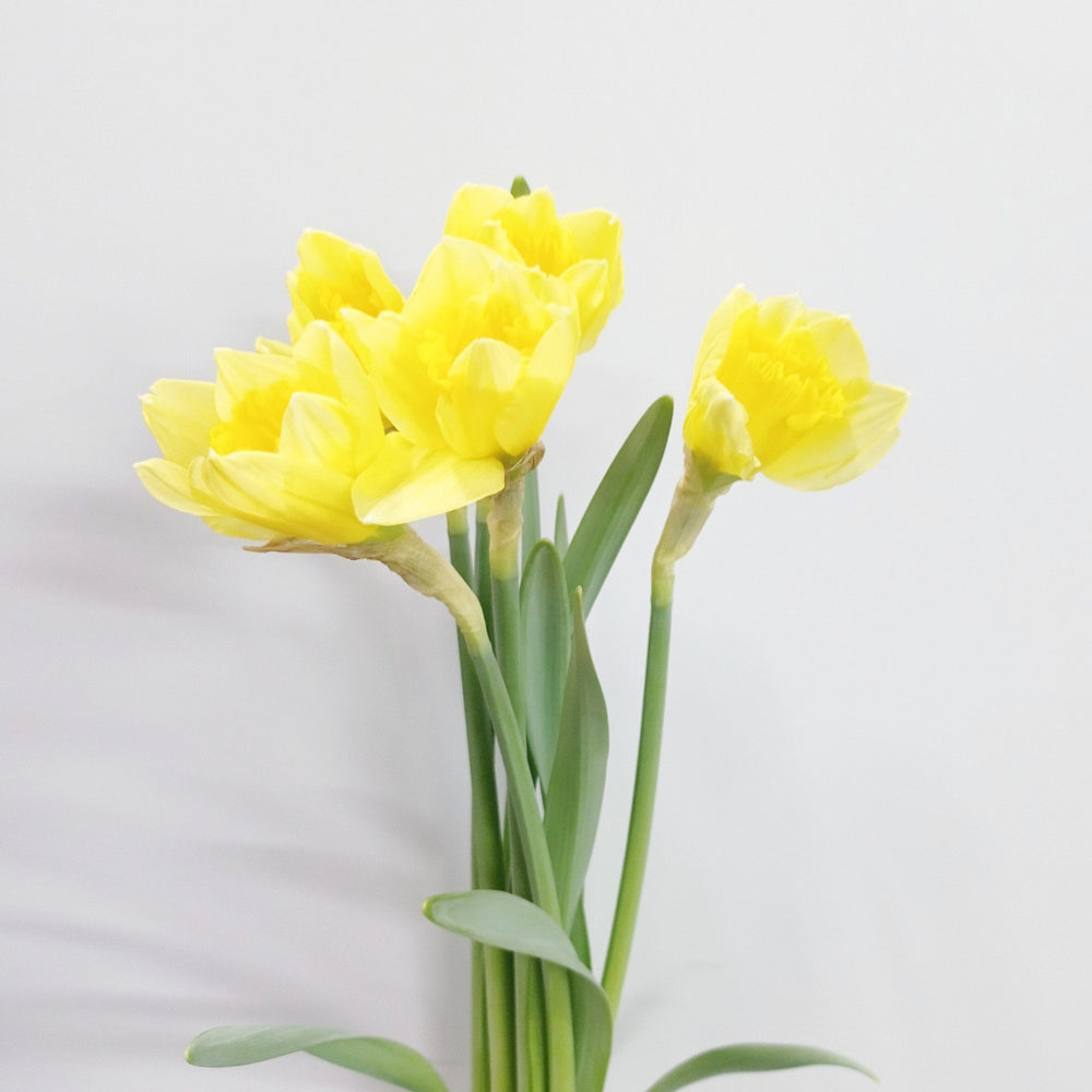Daffodil - Yellow (5 Stems)
