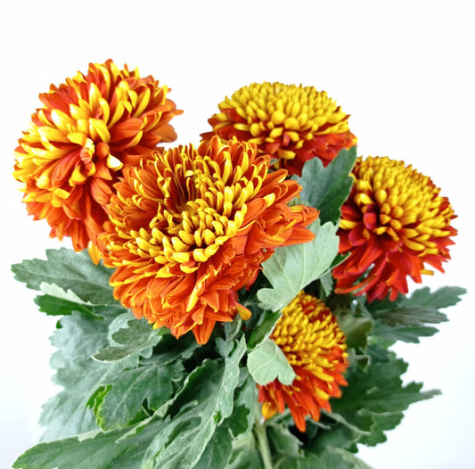 Mum Fatt Choi Red CNY -  Yellow Brownish