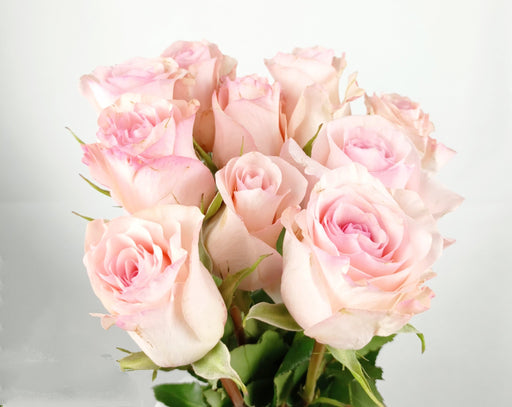 Rose 40cm (Imported) - Light Pink