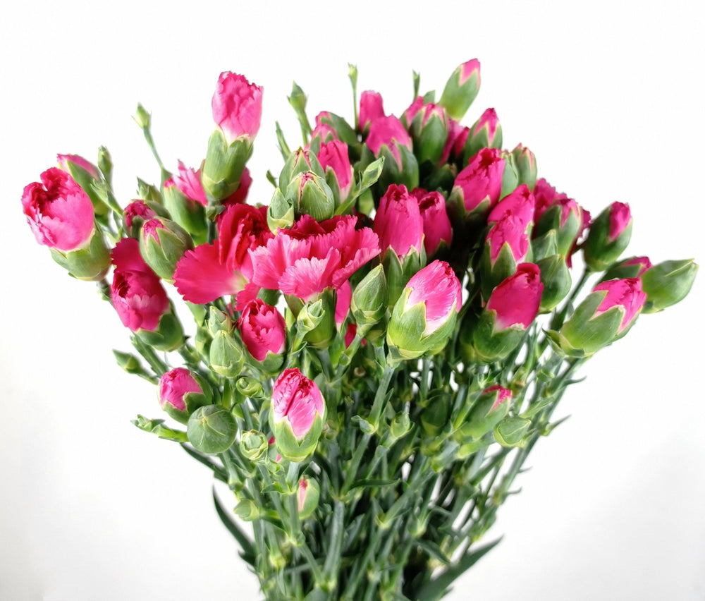 Fully Bloom Spray Carnation - Mix [Clearance Stock]