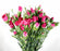 Fully Bloom Spray Carnation (Imported) - Mix [Clearance Stock]