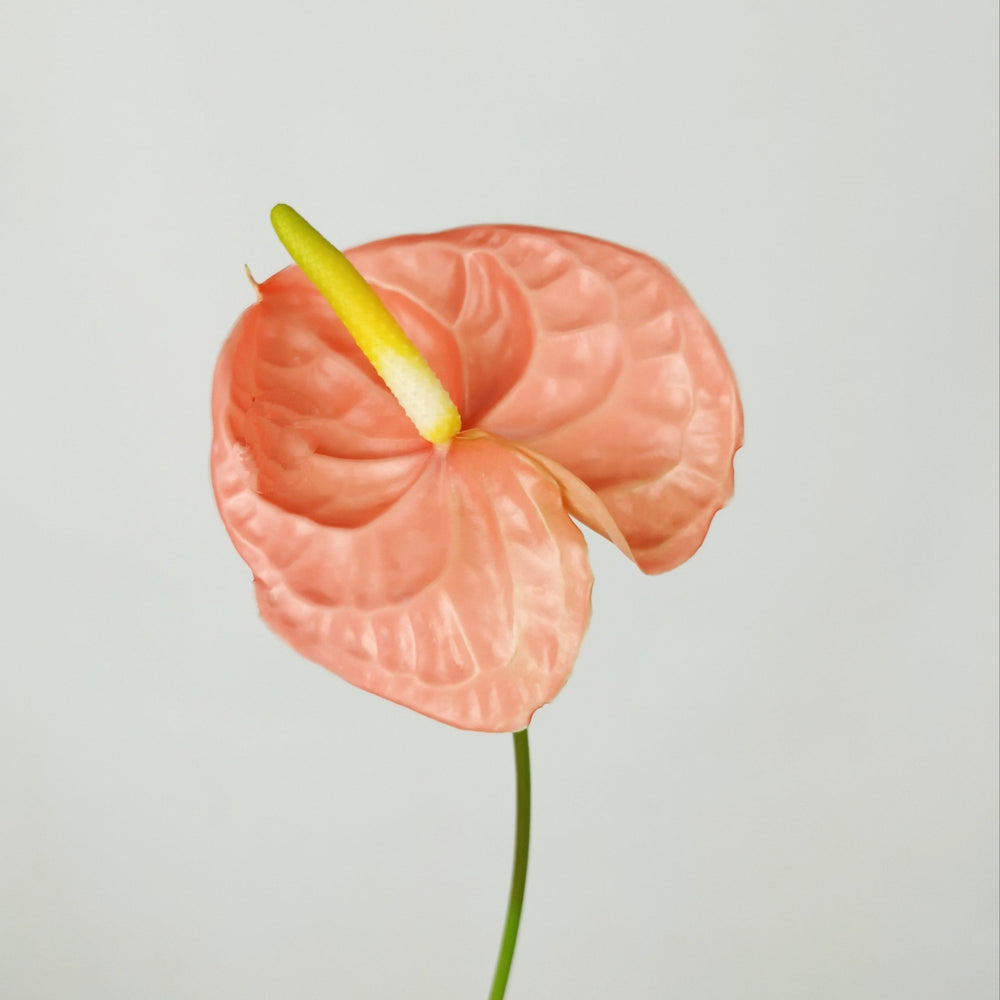 Anthurium - Peach