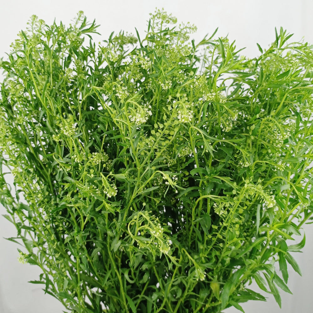 Fully Bloom Thlaspi Green Bell (Imported) - Green [Clearance Stock]