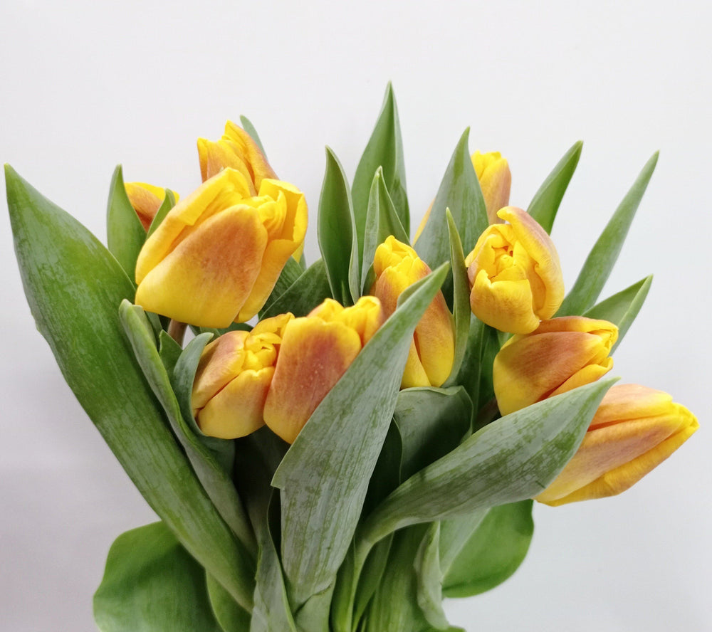 Fully Bloom Tulip - Mix [Clearance Stock]