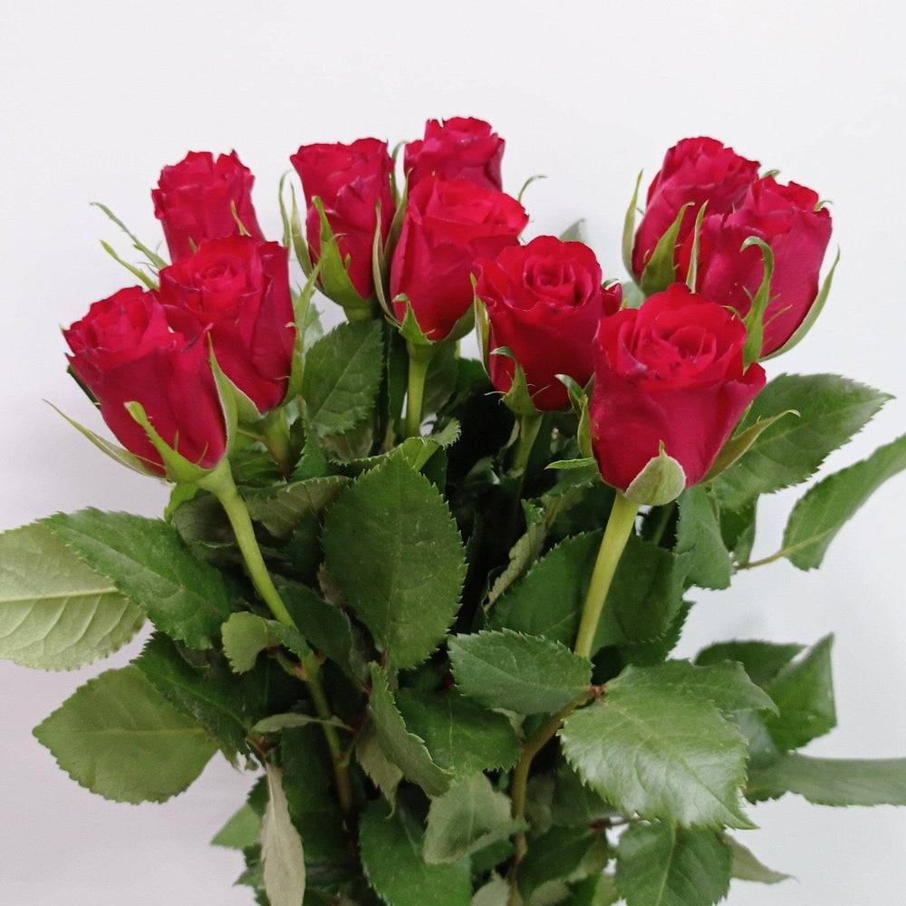 Sky Rosa Reds Rosa - Red