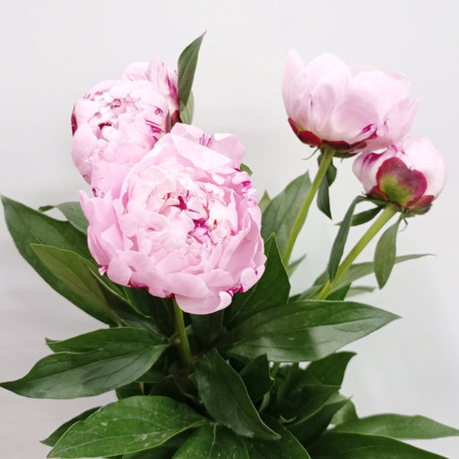 Peony Sarah Bernhardt (Imported) - Light Pink [5 Stems]