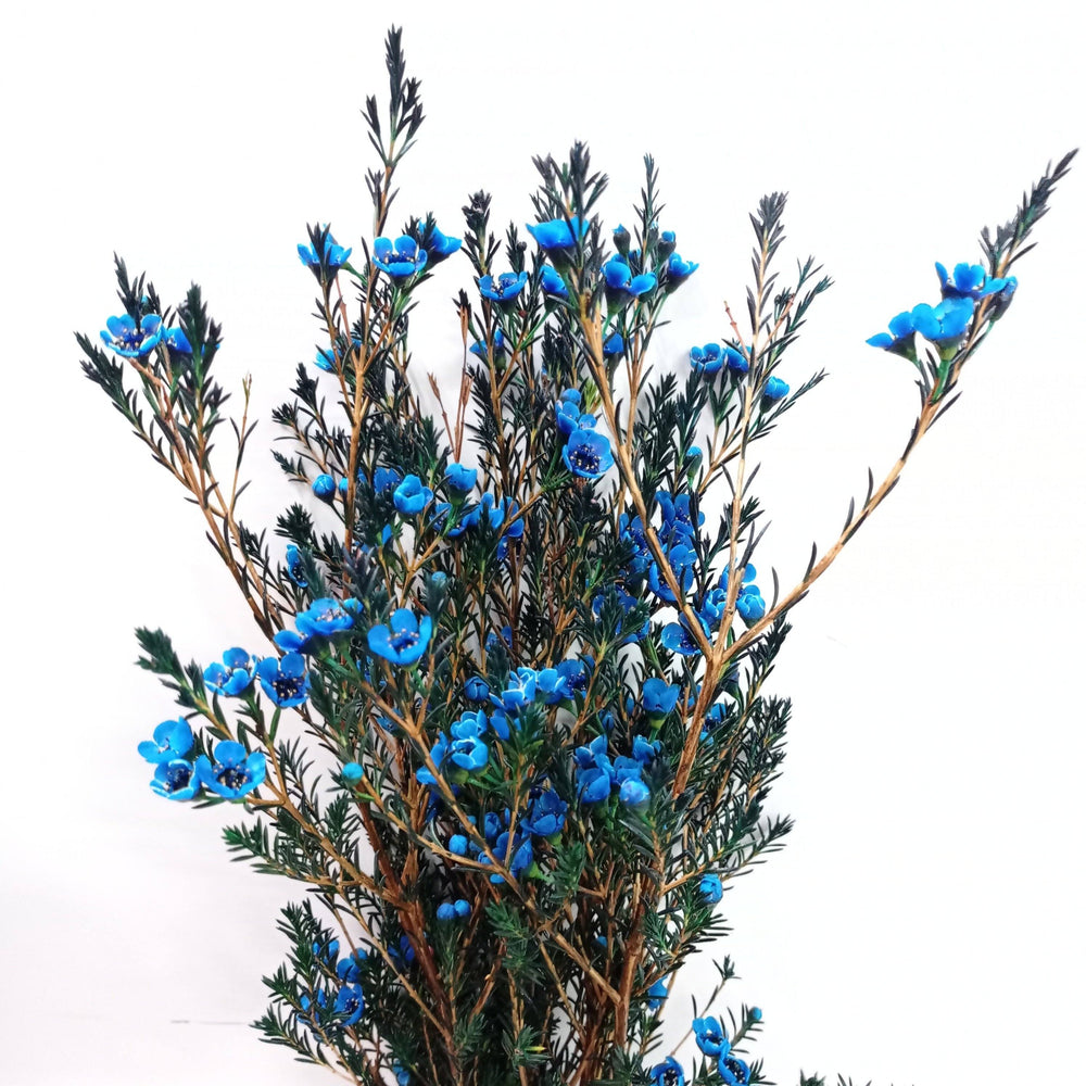 Fully Bloom Wax Flower - Mix [Clearance Stock]