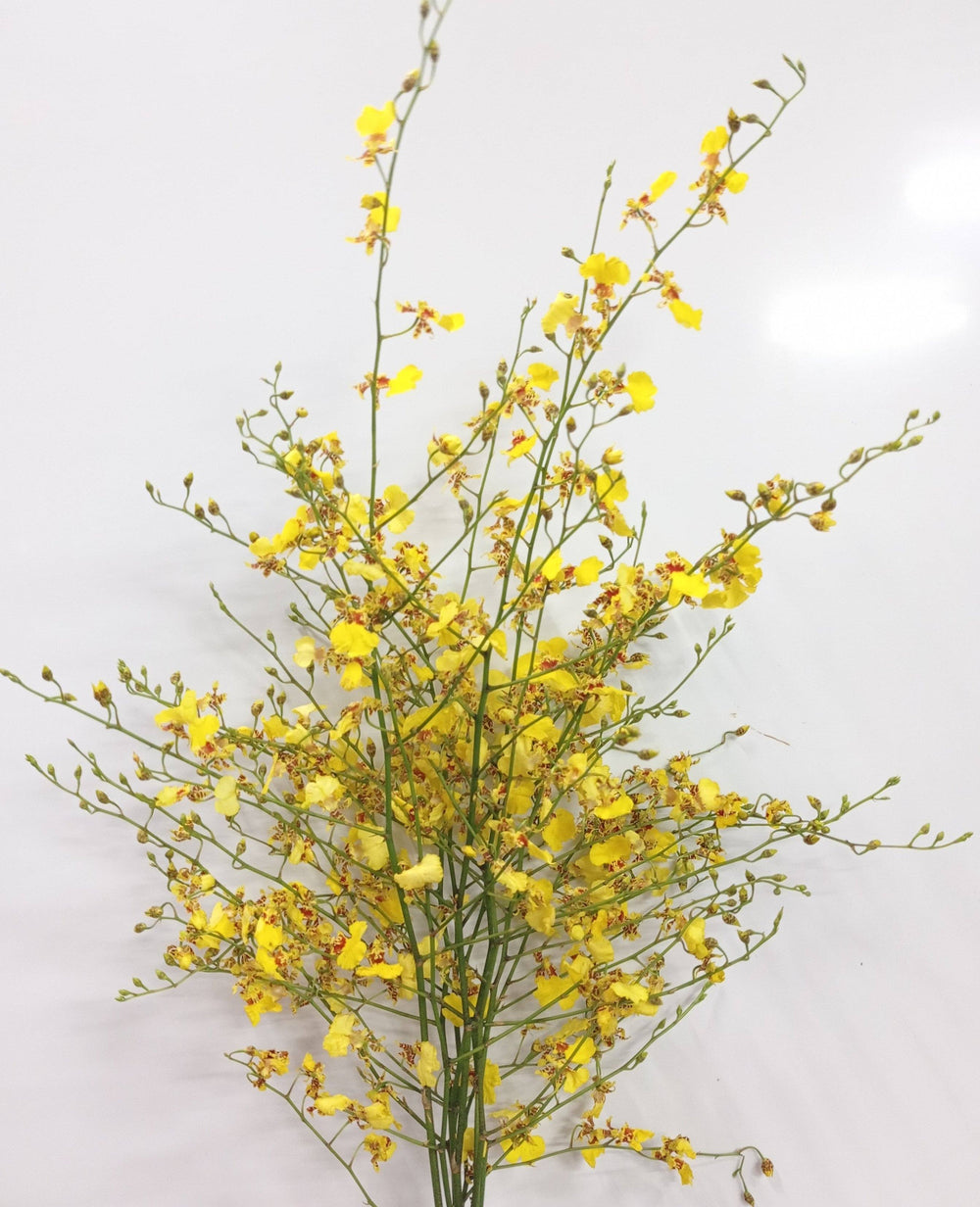 Golden Ramsy - Yellow