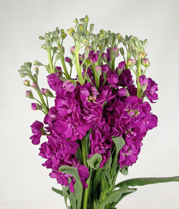 Fully Bloom Matthiola (Imported) - Mix [Clearance Stock]