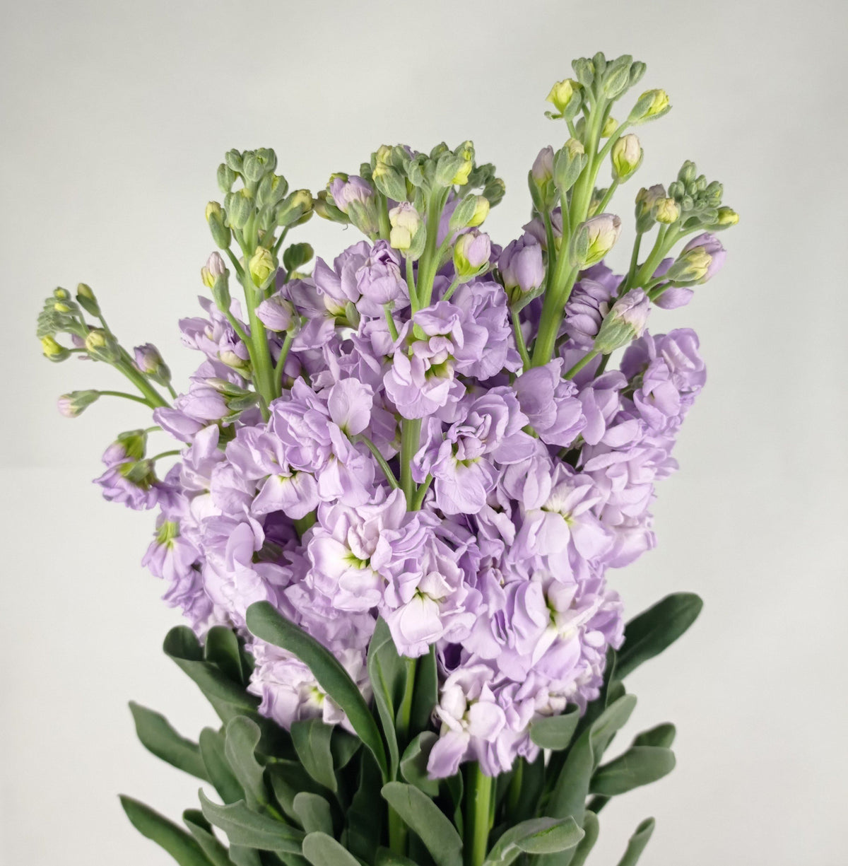 Fresh-Cut Flowers Matthiola | Floristika.com.my