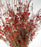 Wax Flower (Imported) - Red