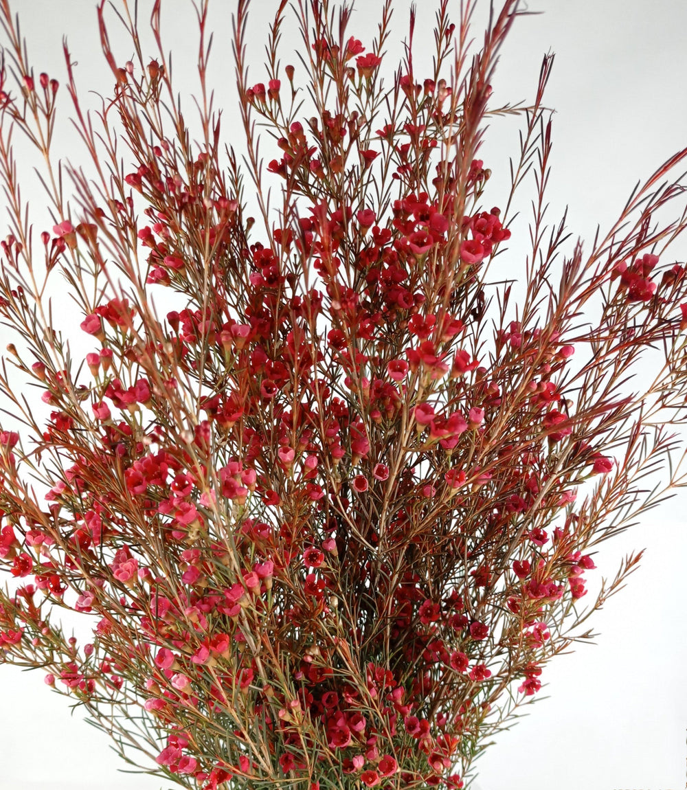 Fully Bloom Wax Flower - Mix [Clearance Stock]