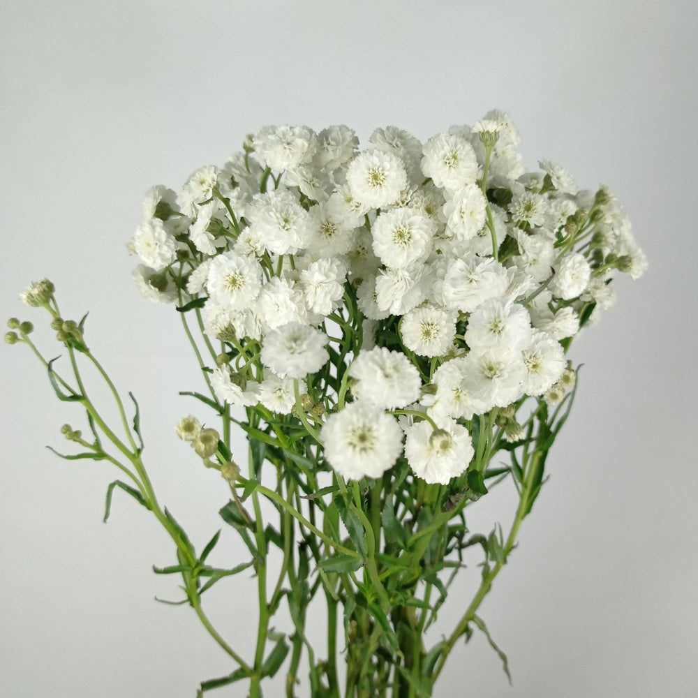 Achillea - White