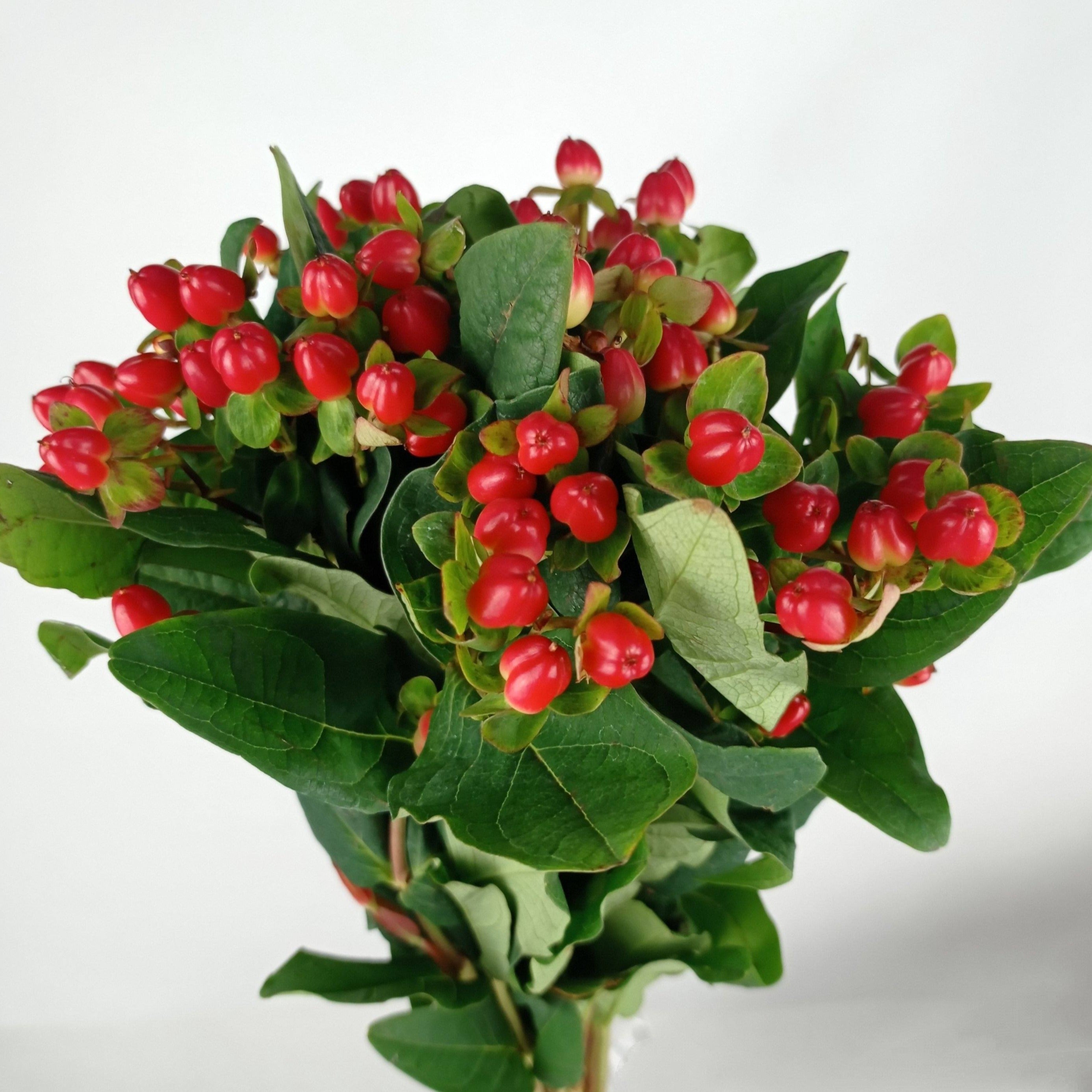 Hypericum Raspberry Fresh Hypericum Berry Red | Floristika Bangsar