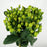 Hypericum (Imported) - Green