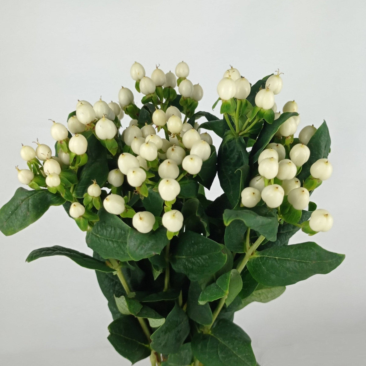 Hypericum Raspberry Bulk Hypericum Berry Delivery | Best Deals & Quality – Floristika.com.my