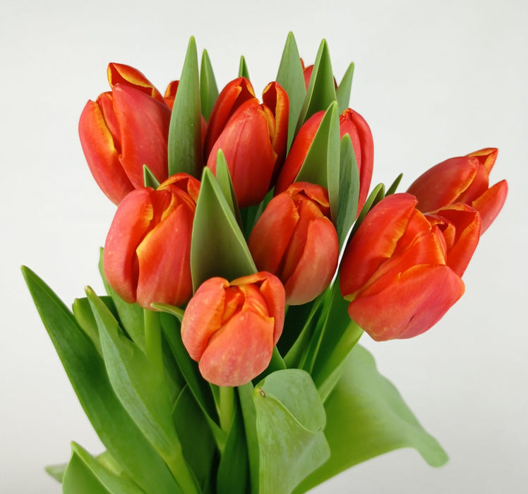 Tulip (Imported) - Bright Orange