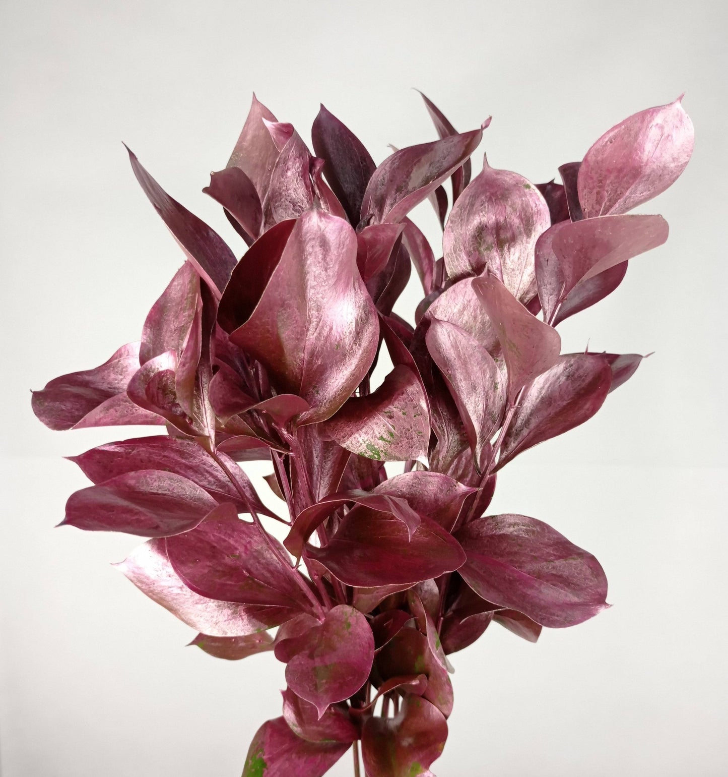 Ruscus Painted Mix (Imported) - Mix