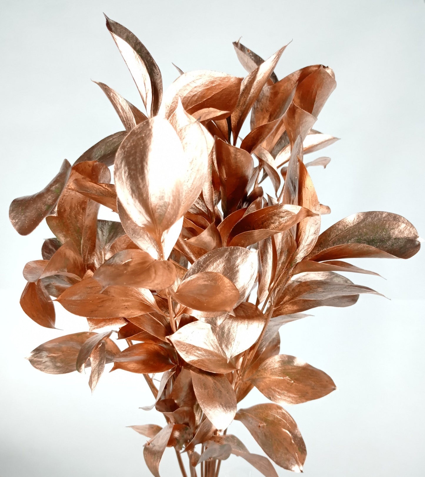 Ruscus Painted Mix (Imported) - Mix